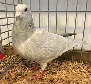 poederblauw gekrast eldert van vliet