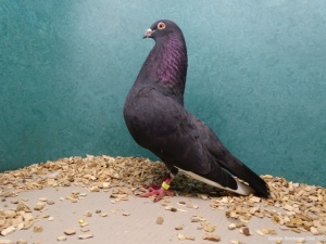 Goudse Sierduiven Club102