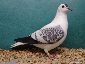 Goudse Sierduiven Club104