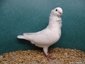 Goudse Sierduiven Club109