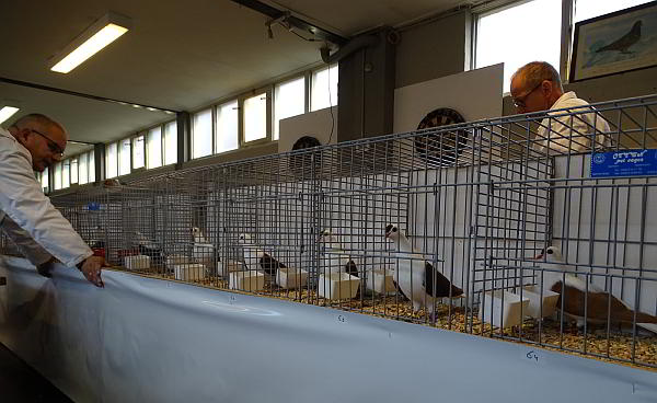 Thuringer vleugelduiven 2017