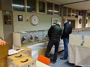 clubshow duiven kijken