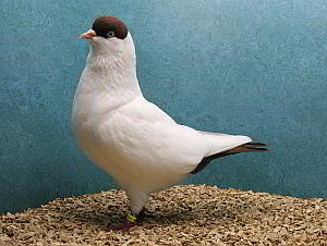 winnaar clubshow 2012