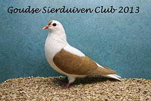 winnaar clubshow 2013