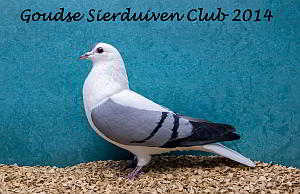 winnaar clubshow 2014 Goudse Sierduiven Club