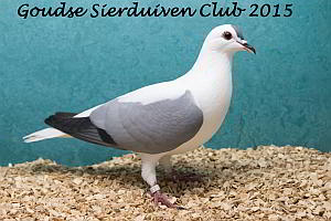 winnaar clubshow 2015
